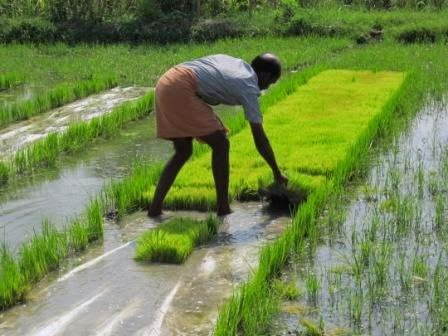 Weedless Paddy Seedings