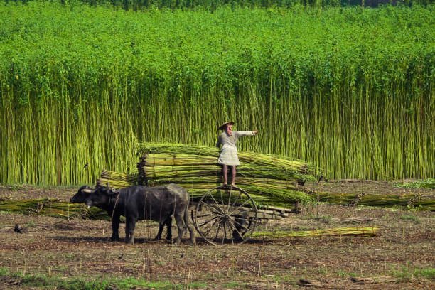 Jute farming process,Sowing method and Weed management